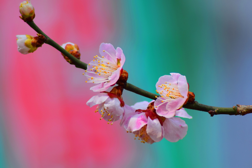 箕郷梅林