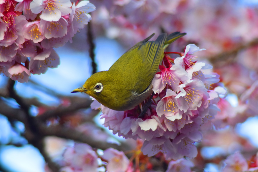 春告げ鳥
