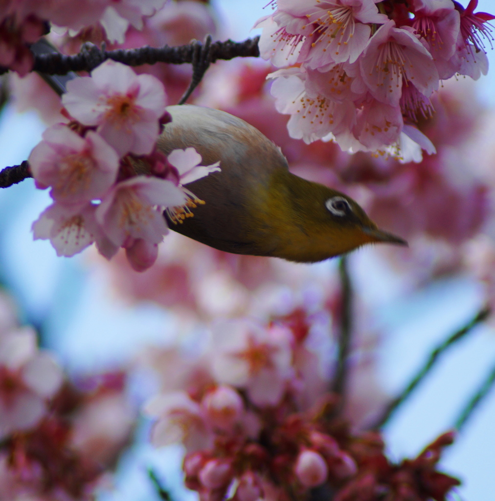 もう春だ～よぅ