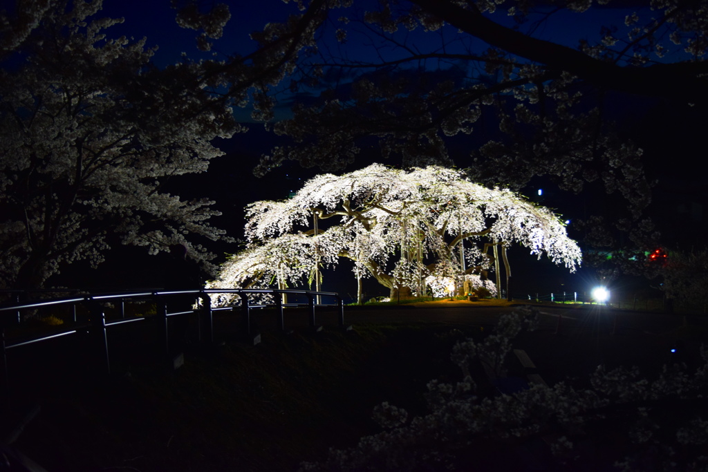 中島の地蔵桜