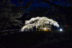 中島の地蔵桜