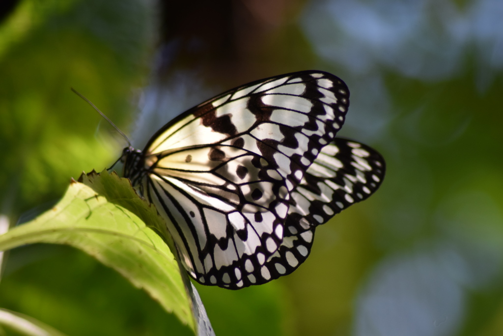 オオゴマダラ蝶