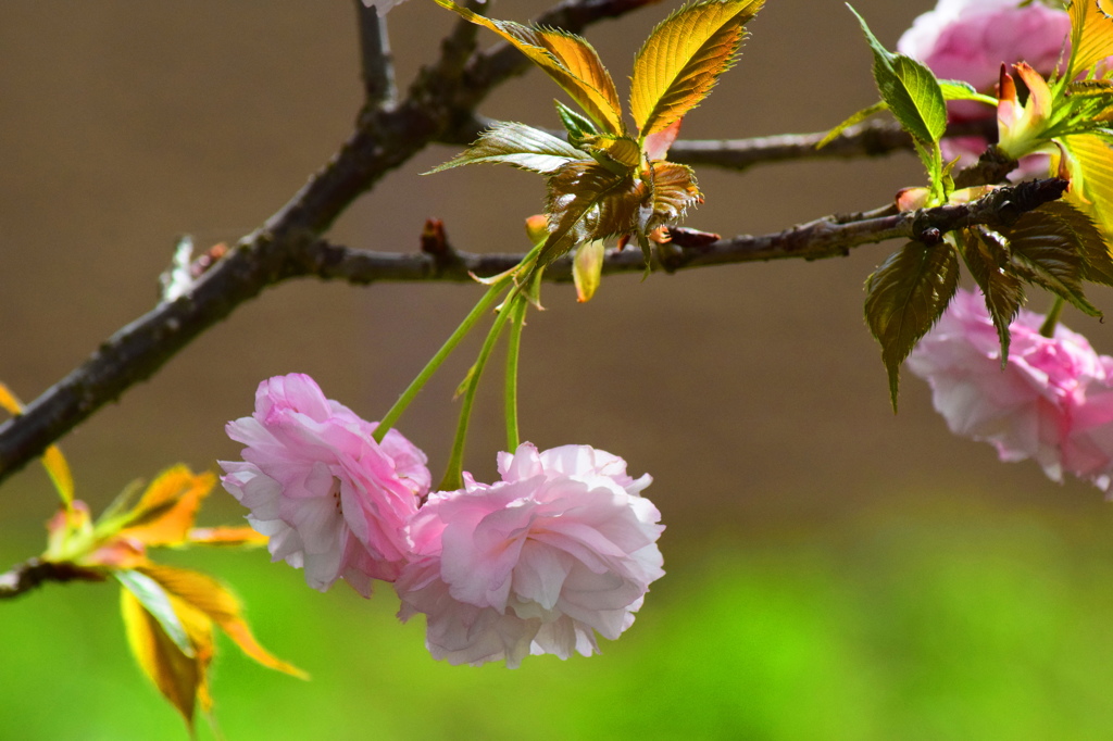 咲きました山桜