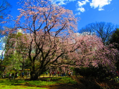 六義園の枝垂桜