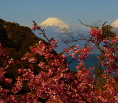 さくらに富士