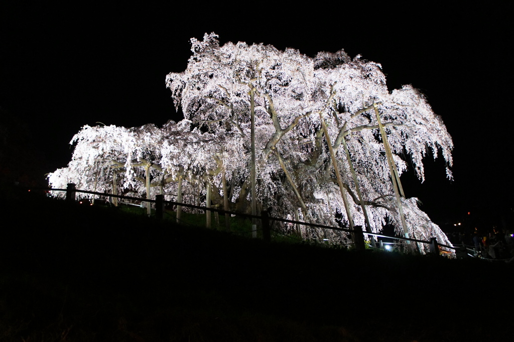 滝桜の夜景