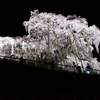滝桜の夜景
