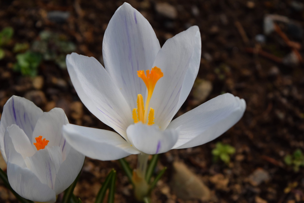 クロッカスの花は花は～早かった～