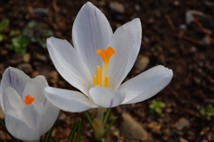 クロッカスの花は花は～早かった～