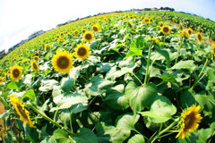 夏の花