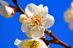 碧い空に白梅
