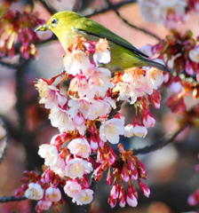 花札