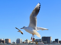 飛翔５