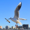飛翔５