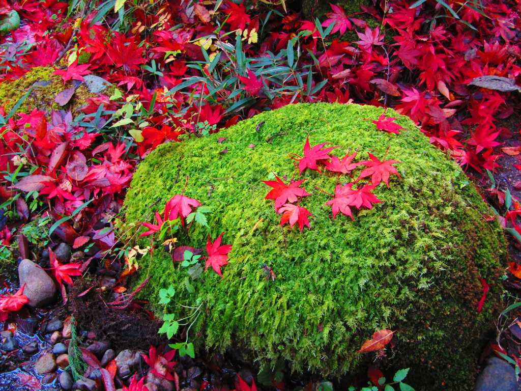 苔に散り葉