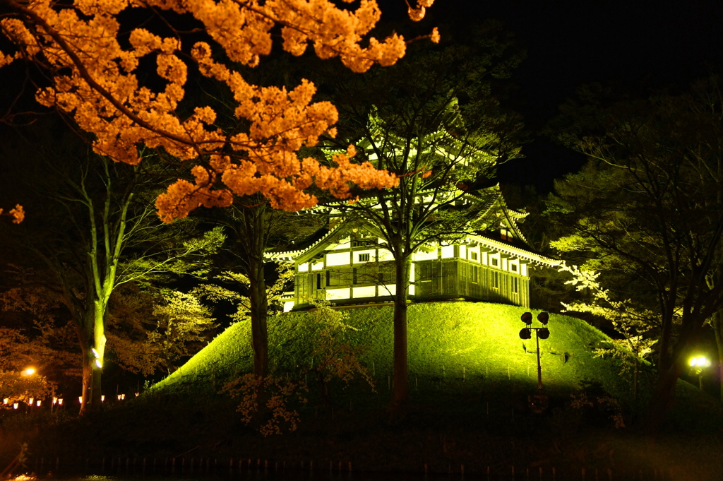 高田城の夜桜