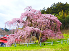 福島の桜