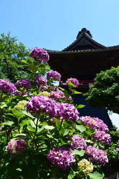 紫陽花と鐘楼