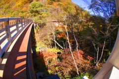 猿橋と紅葉