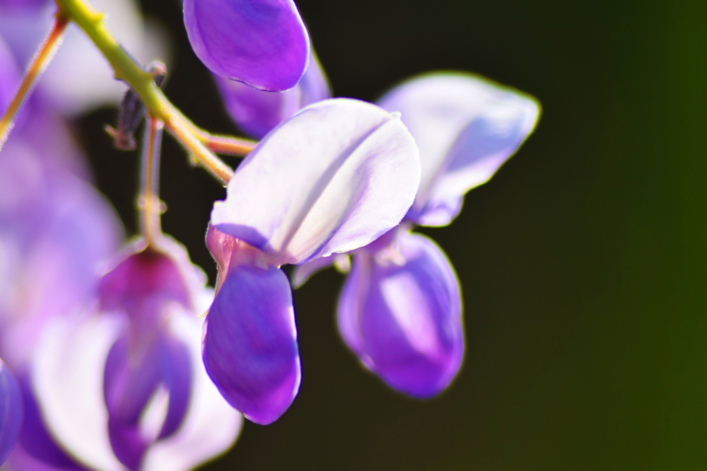 藤の花弁