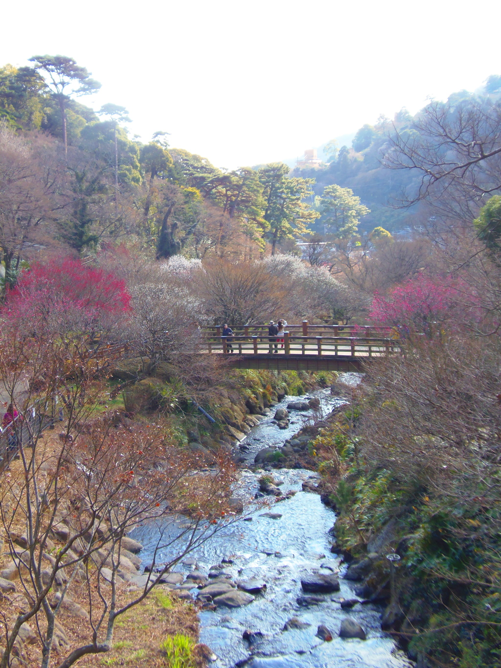 熱海梅園