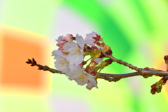 さ　く　ら４