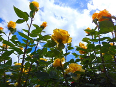 バラ園