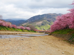 河津桜２