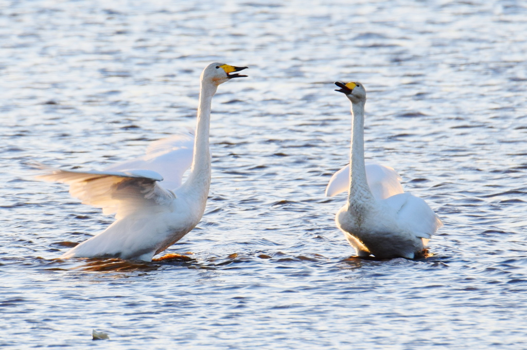 多々良沼の自然