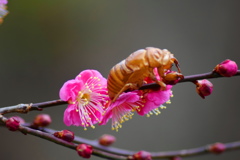 春花冬虫