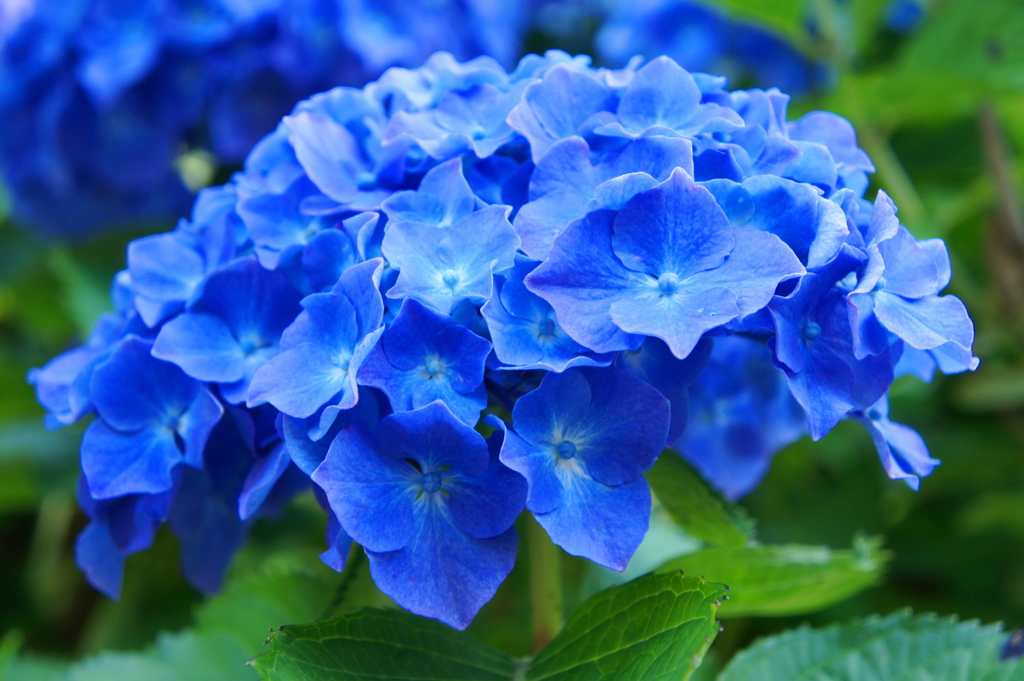 碧