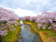 福島の桜