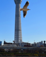 飛翔６