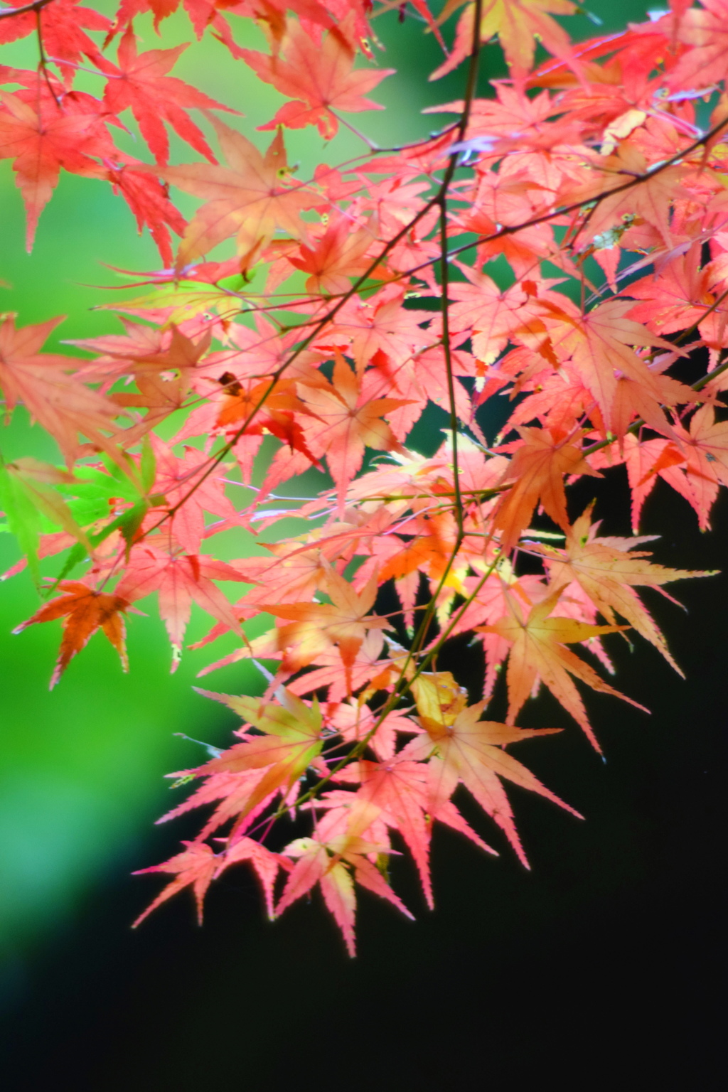小雨の紅葉