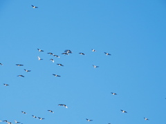 群れ飛ぶ白鳥