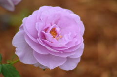 いい紫色でしょ