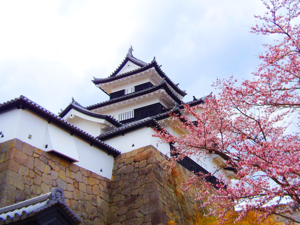 福島の桜