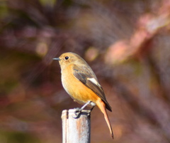 野の小鳥