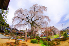 昌建寺の枝垂桜