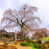 昌建寺の枝垂桜