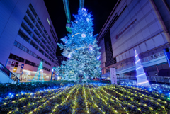 立川のクリスマスツリー