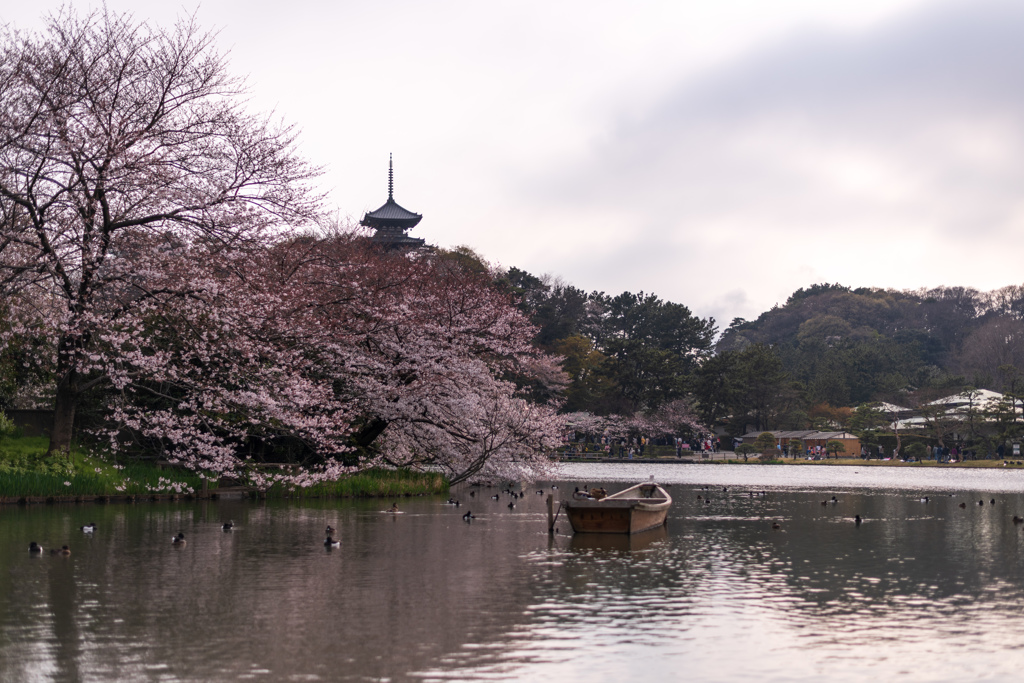 三渓園の桜