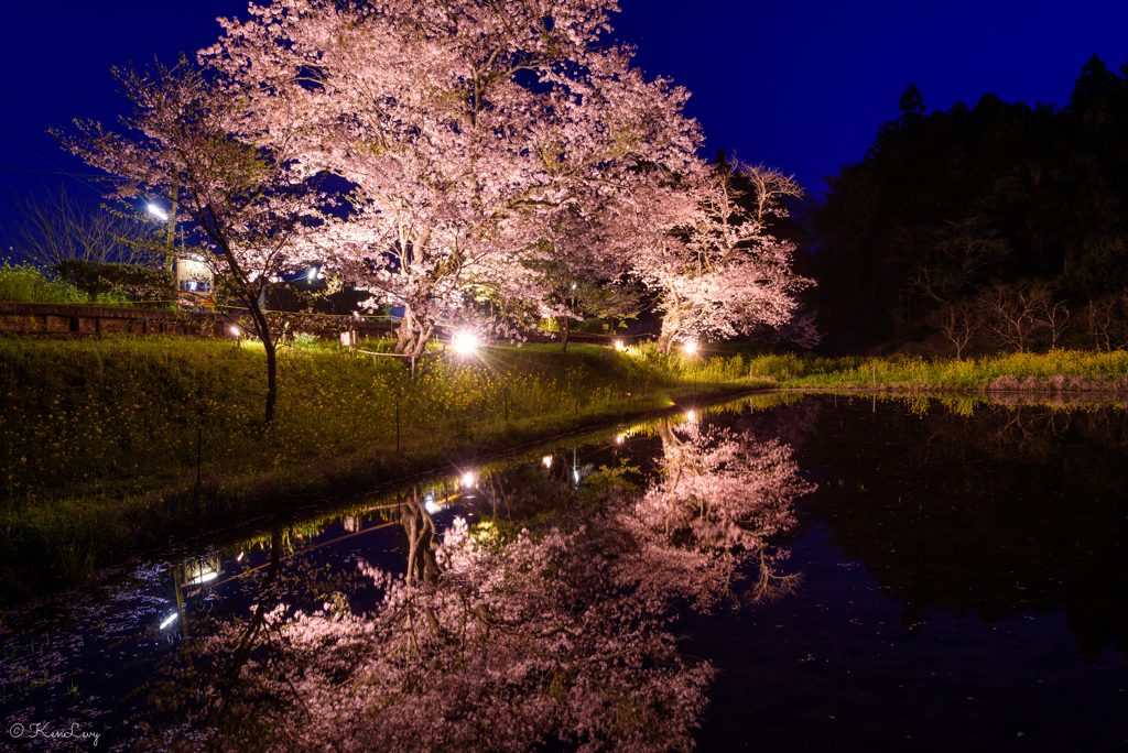 夜桜ライトアップ