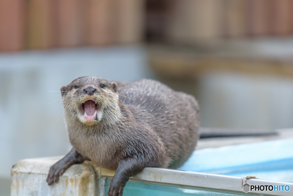かまってちゃん