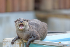 かまってちゃん