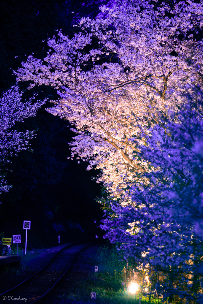 夜桜