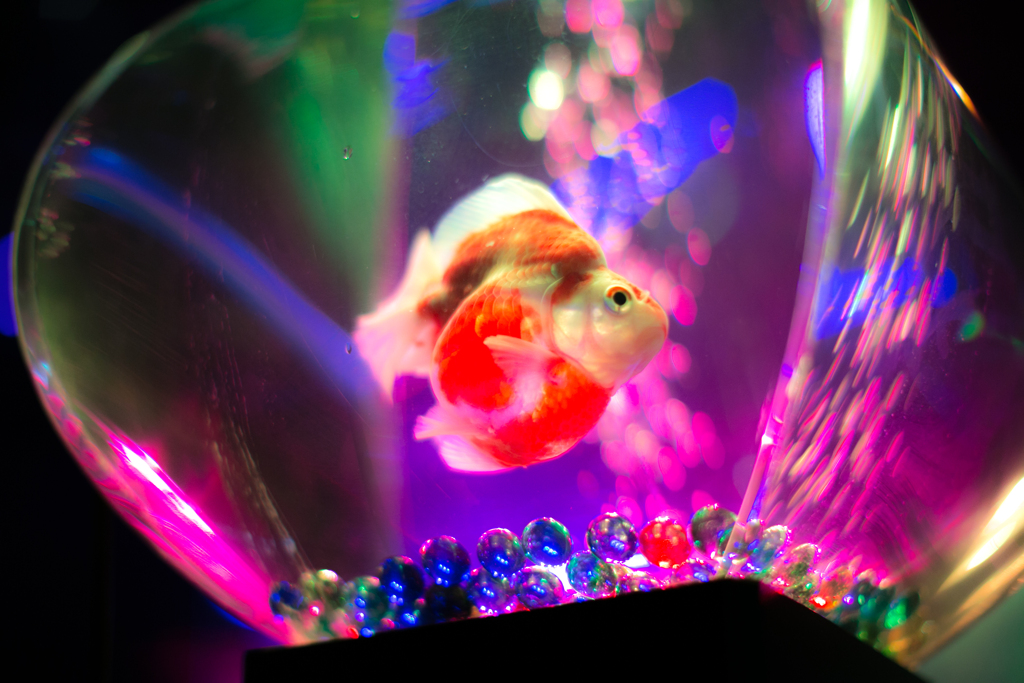 アートアクアリウムにて　その４