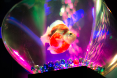 アートアクアリウムにて　その４