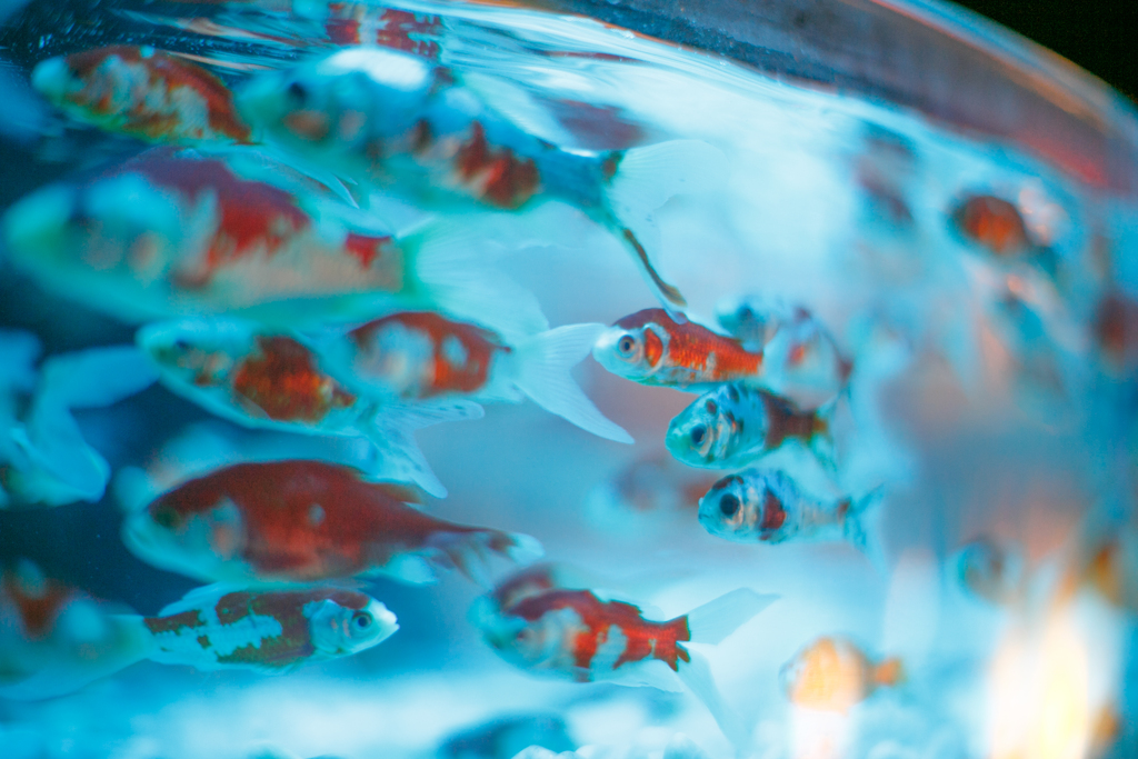 アートアクアリウムにて　その１