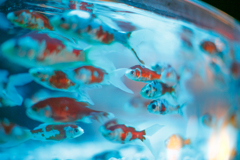 アートアクアリウムにて　その１